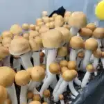 Texas Yellow Cap Isolated Spore Syringe