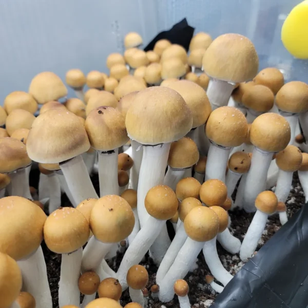 Texas Yellow Cap mushrooms with white stripes and large bulbous caps that are bright orange.