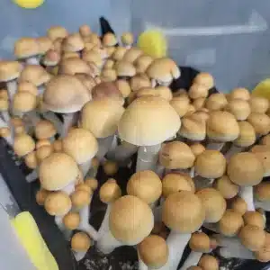 Texas Yellow Cap mushrooms with white stripes and large bulbous caps that are bright orange in a tub with yellow foam filters and full flush with many mushrooms.