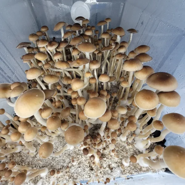 Florida wild Tosohatchee cubensis mushrooms showing traditional cubensis morphology.