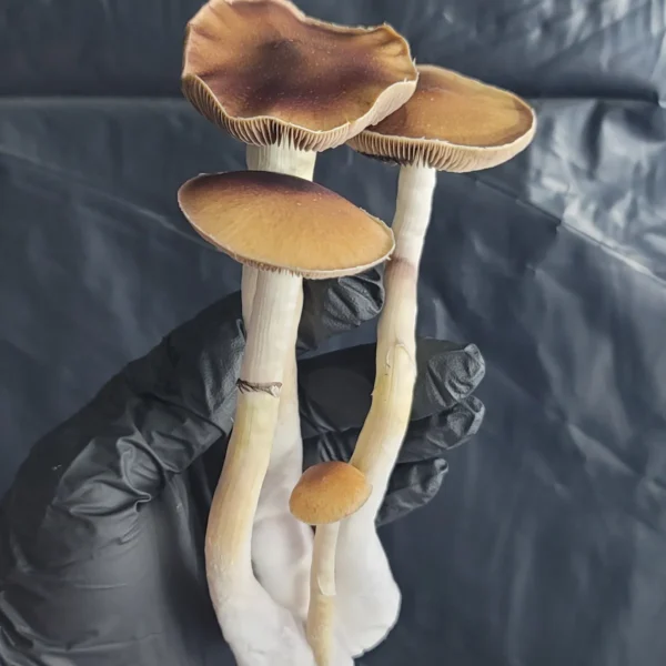 Close-up of Tosohatchee cubensis fruiting bodies, slender mushrooms with warm brown caps.
