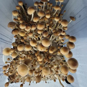 Wild Tosohatchee Psilocybe cubensis with classic brown caps and thin stems.
