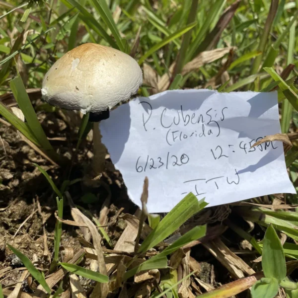 Original wild Tosohatchee Psilocybe cubensis fruiting body collected in Florida, showing natural brown cap and thin stem.