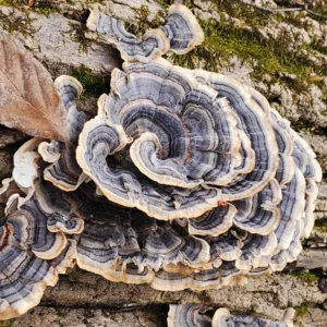 Turkey Tail