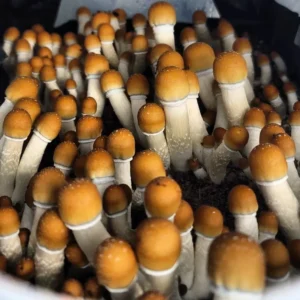 Texas Yellow Cap Psilocybe cubensis with vibrant golden-brown cap and pale sturdy stem, a classic variety from South Texas.