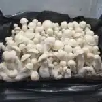Ultra Thic Boi - Spore Swab