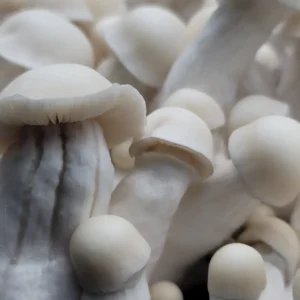 Ultra-Thic-Boi albino Psilocybe cubensis with thick, dense stem and pale white cap.