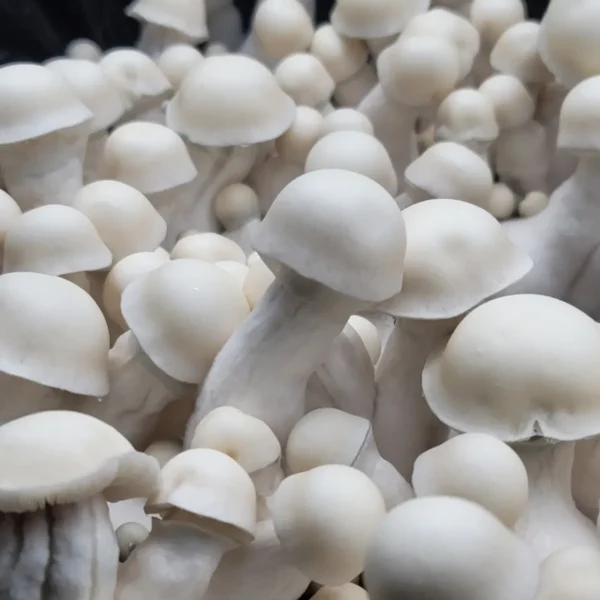 Close-up of Ultra-Thic-Boi mushroom, showcasing albino coloration and heavy-bodied form.