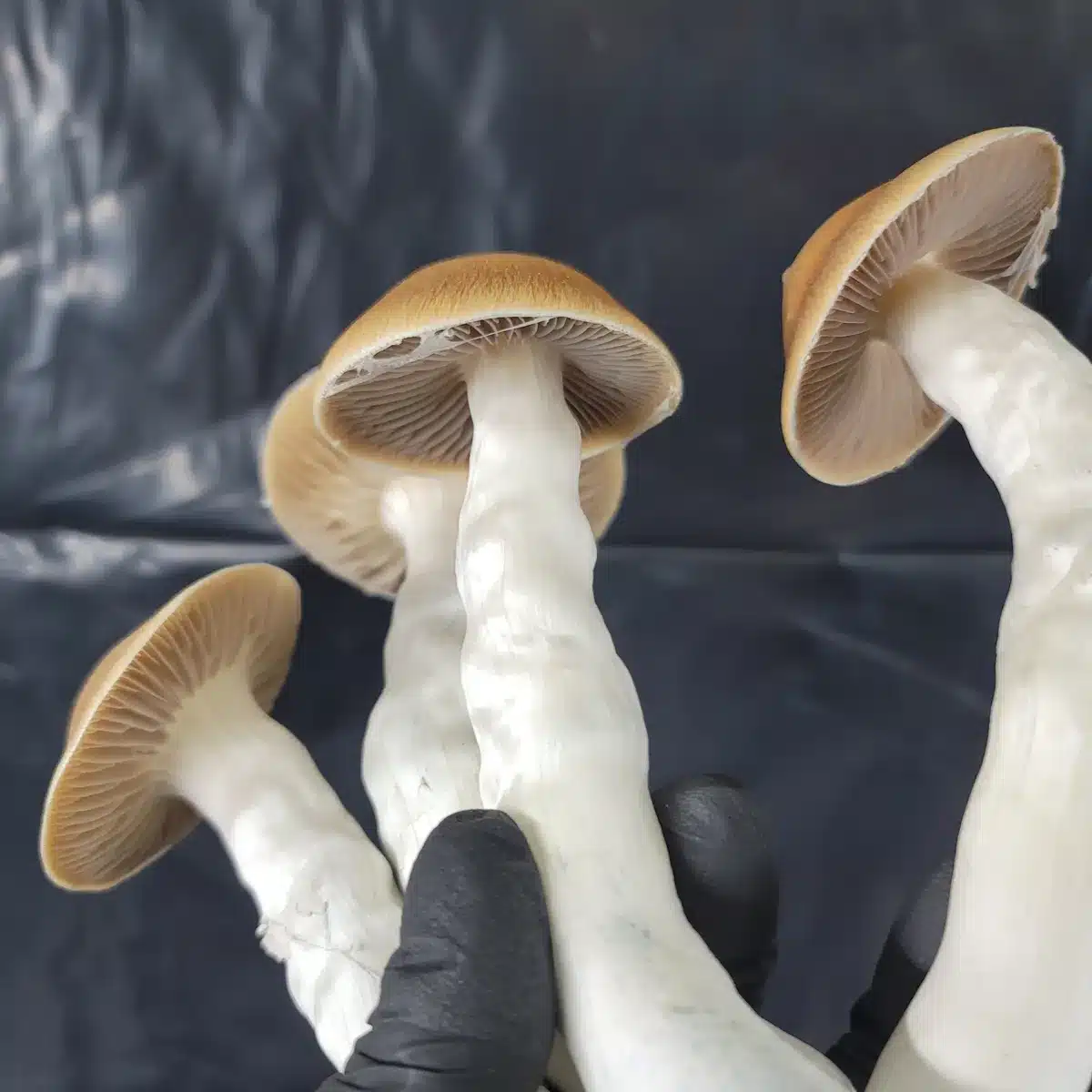 Vader a cross of melmac and Blue Meanie mushrooms. This penis envy hybrid had mushroom's spores that are purple and has brown caps.