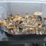 VDR Spore Syringe