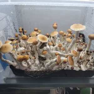A tub full of brown flushed mushrooms. These are tall and slender with a unique shape we called Vader.