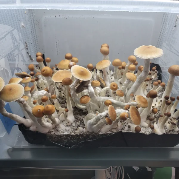 A tub full of brown flushed mushrooms. These are tall and slender with a unique shape we called Vader.