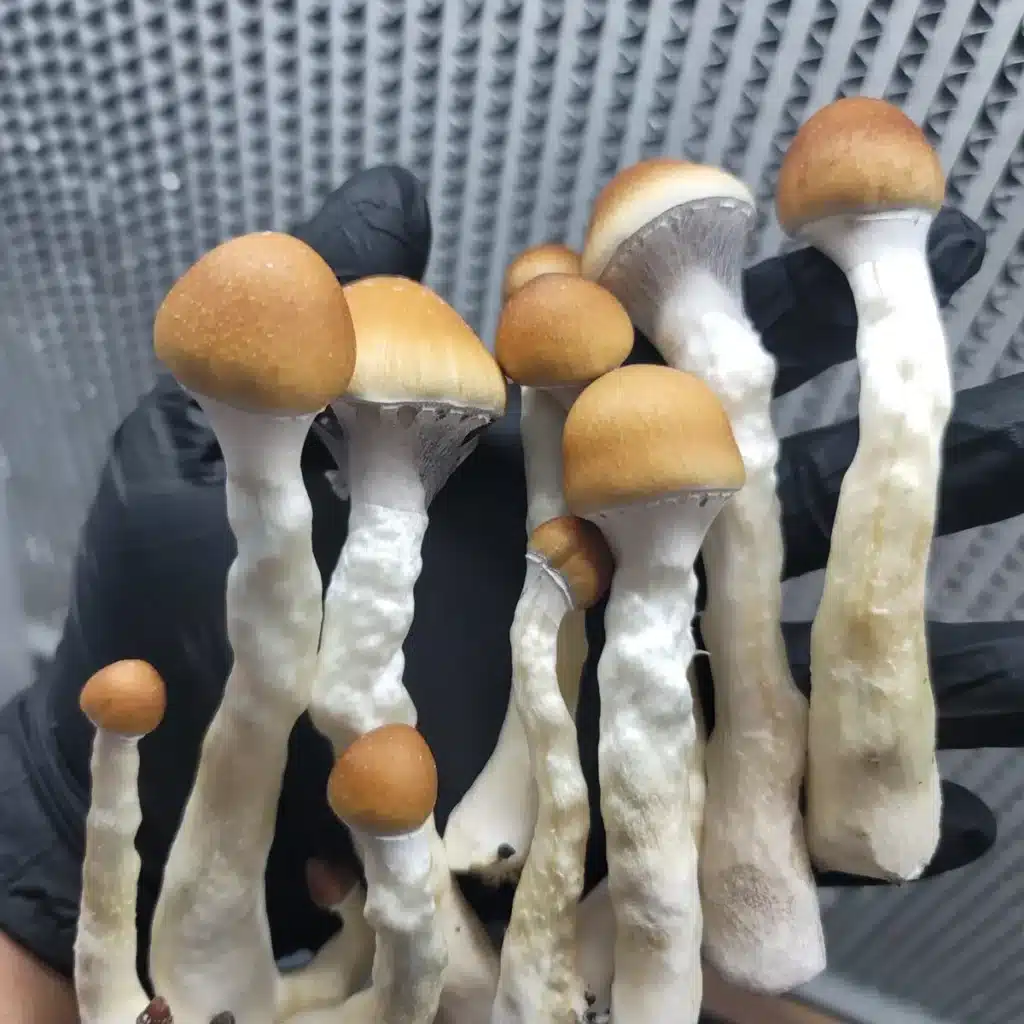 Mushrooms being held in a hand after harvest. 