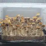 VDR Spore Print