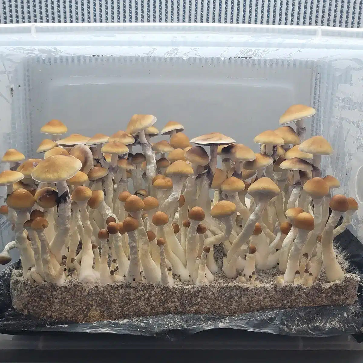 Tub full of Vader Psilocybe cubensis mushrooms, tall and slender with distinctive brown caps tall and slender