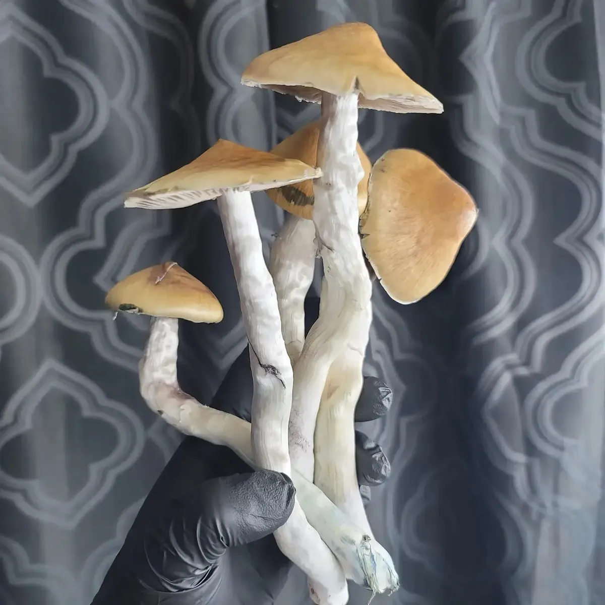 a bouquet f Vader fruits being held in a hand to show of their large caps, long white stems and unique conical shaped caps that gives them their iconic hybrid look.