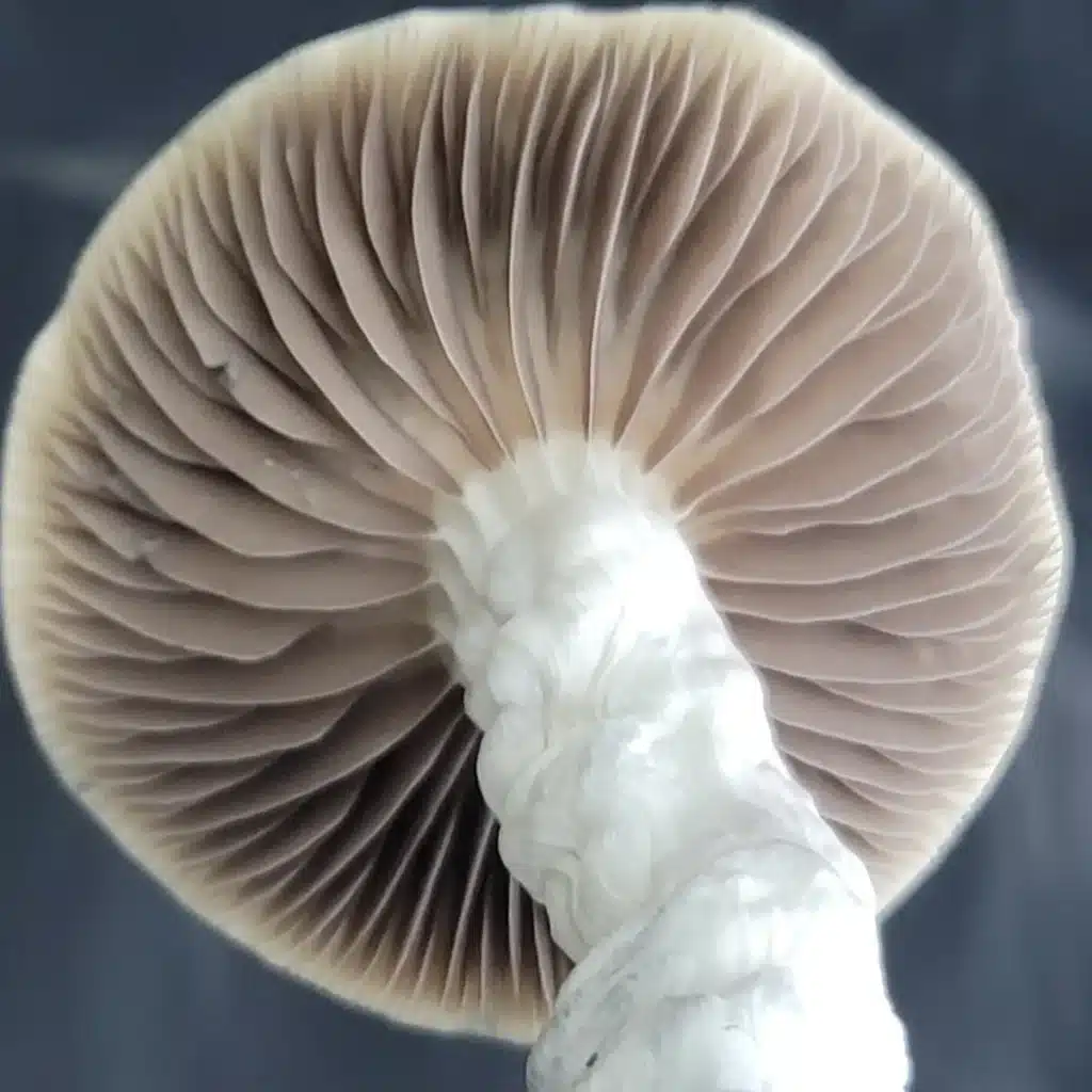 Microscopy-ready VDR Spore Syringe featuring deep purple spores and exceptional genetic stability from Melmac and OB1 lineage