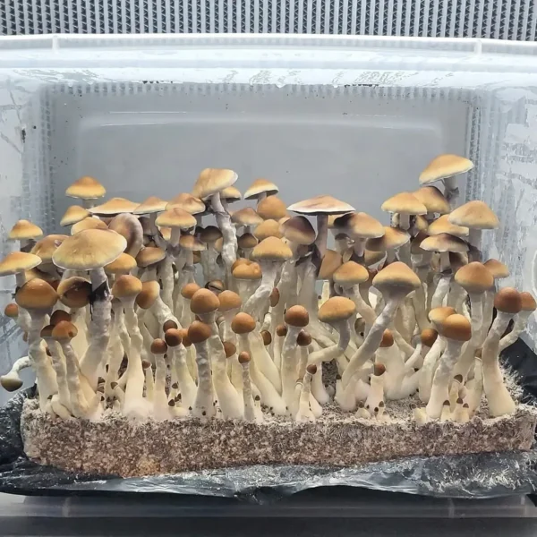 Close-up of Pakalensis cubensis fruiting body, showing pale golden cap and elongated form.