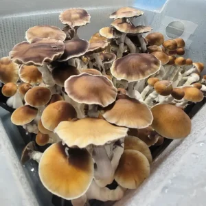 Tub full of Vader Psilocybe cubensis mushrooms, tall and slender with distinctive brown caps.