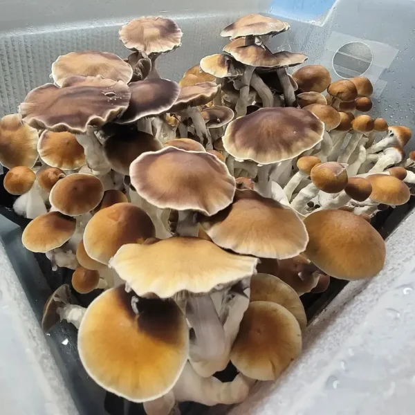 Tub full of Vader Psilocybe cubensis mushrooms, tall and slender with distinctive brown caps.