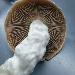 VDR Spore Syringe – Exclusive BAS hybrid of Melmac and OB1 Blue Meanie showing thick structure and aggressive growth traits