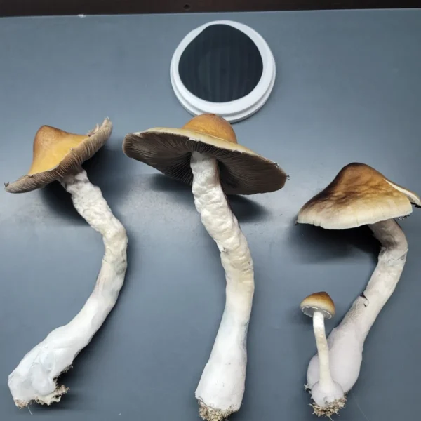 Three massive Vader fruits. Showcasing this mushrooms vigor and massive size. WIth large brown caps, minimal spore dispersal and long stems, its always impressive.