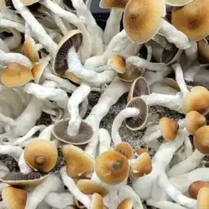 Vader-banner-scaled A octopus looking mushrooms flush of Vader with brown caps. Vader is a hybrid pe strain.