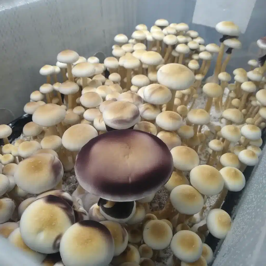 White Golden Teacher with spore deposits on the caps.