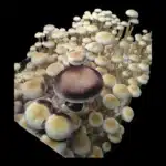 White Golden Teacher - Spore Syringe