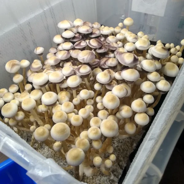 Rare White Golden Teacher strain, showcasing distinctive leucistic traits and consistent sporulation.