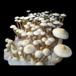 White Golden Teacher Spore Print