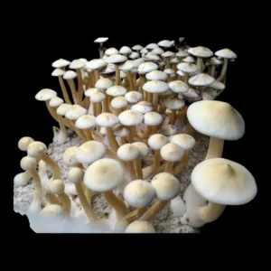 Leucistic Golden Teacher spore syringe producing deep purple spores, ideal for microscopy study.