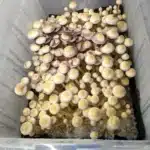 White Golden Teacher Isolated Spore Syringe