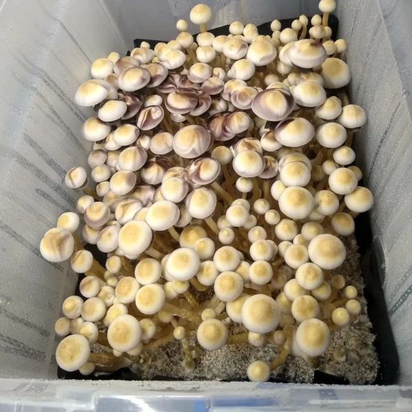 Psilocybe cubensis White Golden Teacher, unique off-white phenotype with medium to large gills.