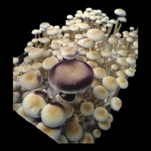 White Golden Teacher Psilocybe cubensis spore syringe, leucistic variant with off-white coloration.
