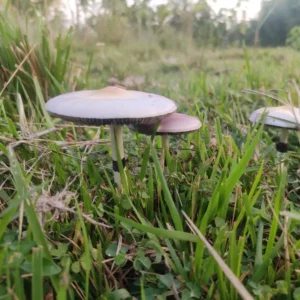 Psilocybe cubensis