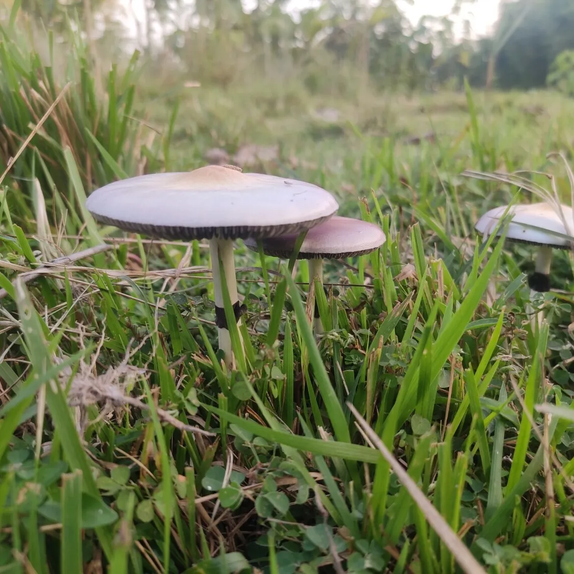 Wild Psilocybe cubensis mushrooms growing in a grassy field, classic brown caps with slender stems.