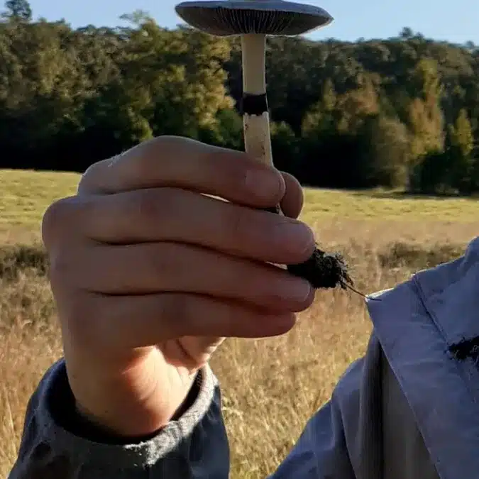 Psilovibe holding a wild found cubensis