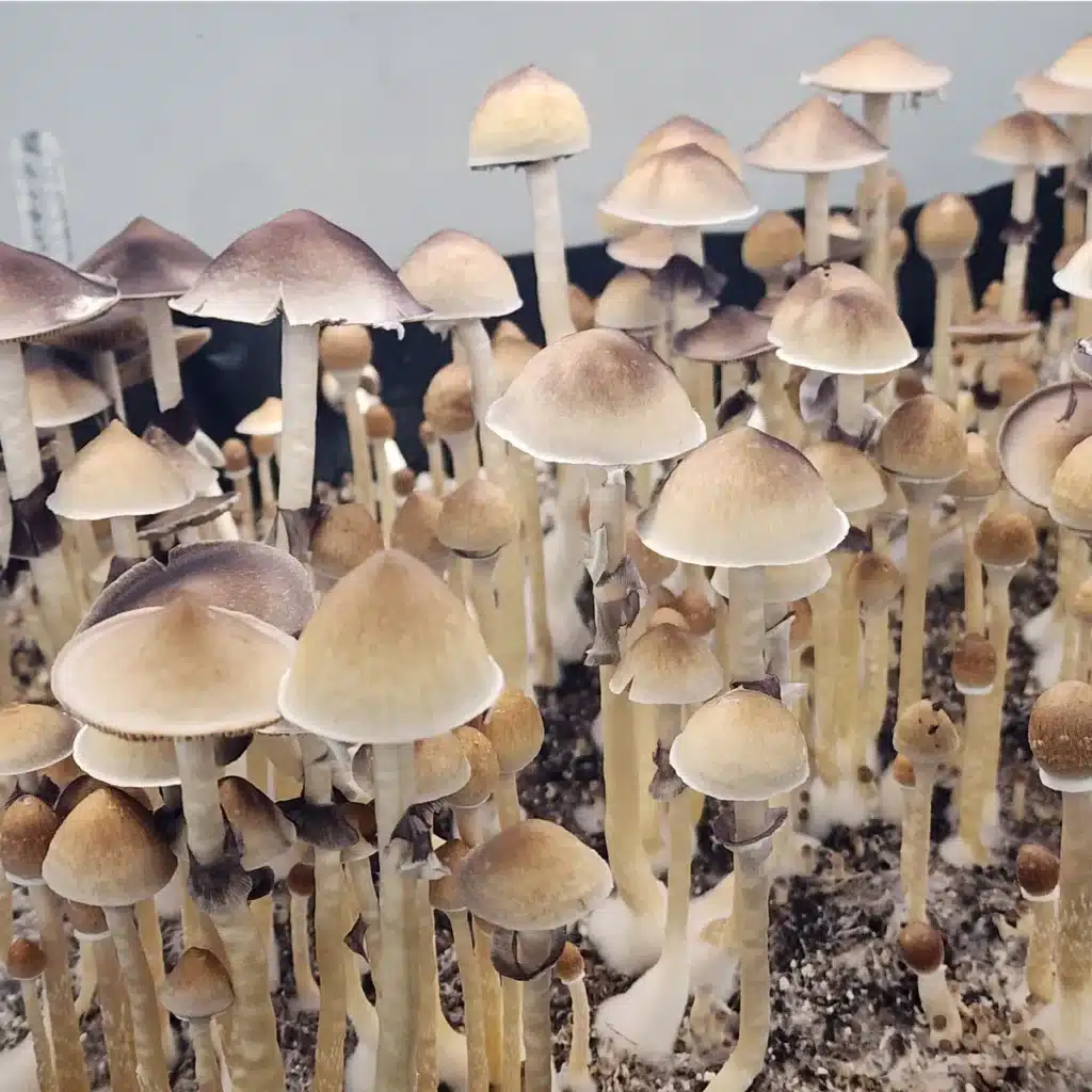 Xalapa wild Mexican Psilocybe cubensis with pointy brown and tan caps, showing rich Class C purple spores.