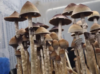From Spores to Legends: A Deep Dive Into Mushroom Strain History