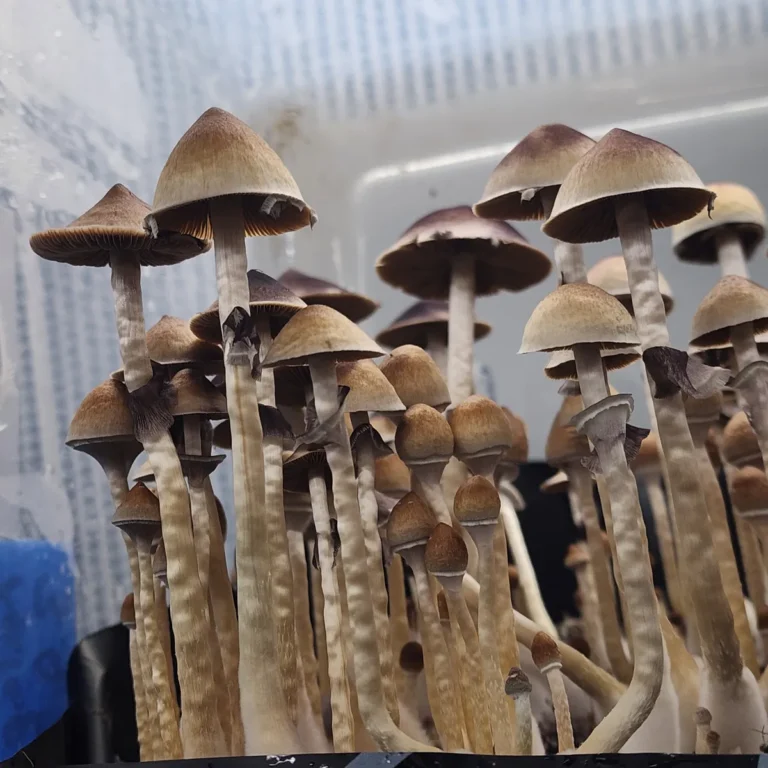 Close-up of Xalapa mushroom with slender, pointed caps and tan to brown coloration, ideal for microscopy.