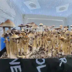 Top view of Xalapa wild cubensis, displaying sharp, conical caps and deep purple spores.