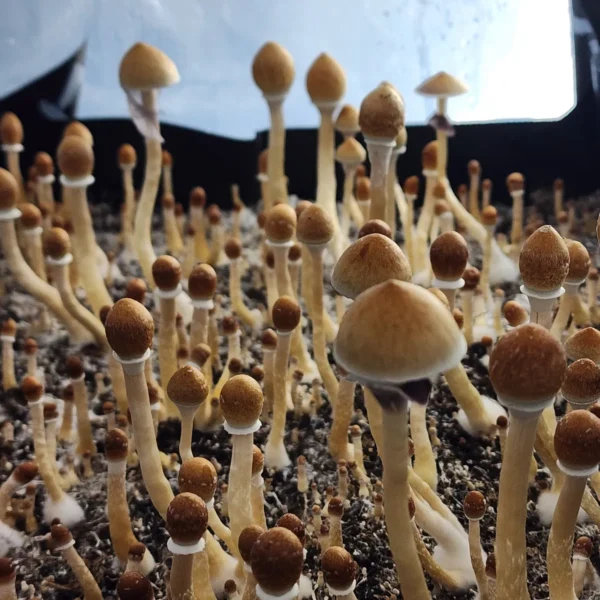 Xalapa landrace cubensis showing natural brown and tan pointy caps, perfect for spore observation and study.