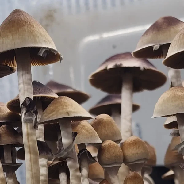 Cluster of Xalapa wild mushrooms with pointed caps and Class C purple spores visible under magnification.