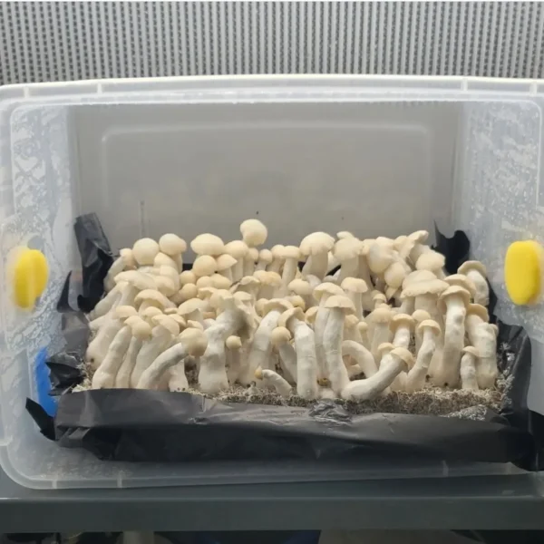 Cluster of Yeti Psilocybe cubensis fruiting bodies, dense and snow-white in appearance.