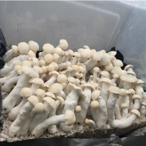 Yeti Psilocybe cubensis with thick white stems and smooth pale caps, albino from the TAT line.