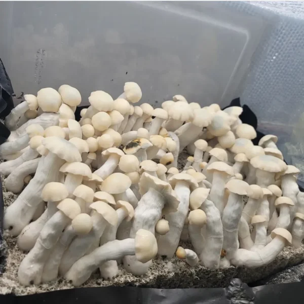 Yeti Psilocybe cubensis with thick white stems and smooth pale caps, albino from the TAT line.