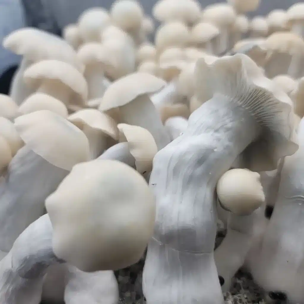 Yeti albino cubensis fruiting bodies with sturdy stems and white cap coloration.