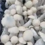 Yeti - Spore Swab