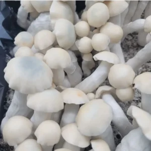 Yeti strain mushrooms, a pure albino cubensis descended from the True Albino Teacher lineage.